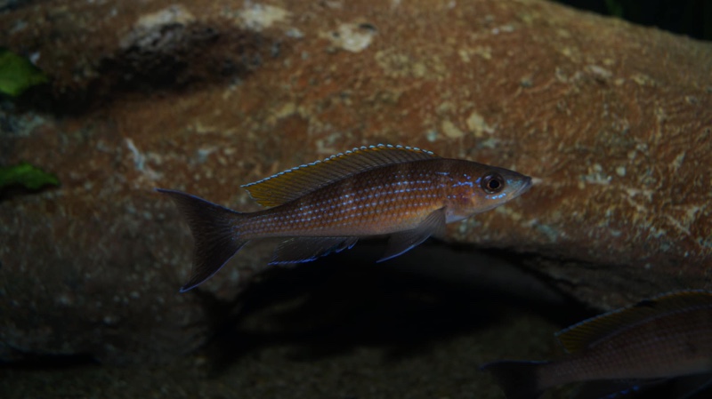 Paracyprichromis brieni 'Milima Island'